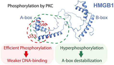 Phosphorylation By Protein Kinase C Weakens Dna Binding Affinity And