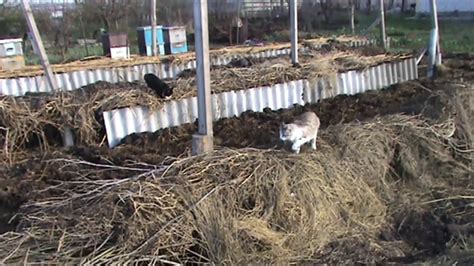 Влог Парник капельное Виноград - YouTube