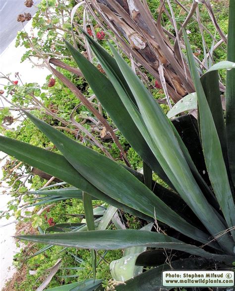 Agave sisalana (Blue Agave) : MaltaWildPlants.com - the online Flora of ...