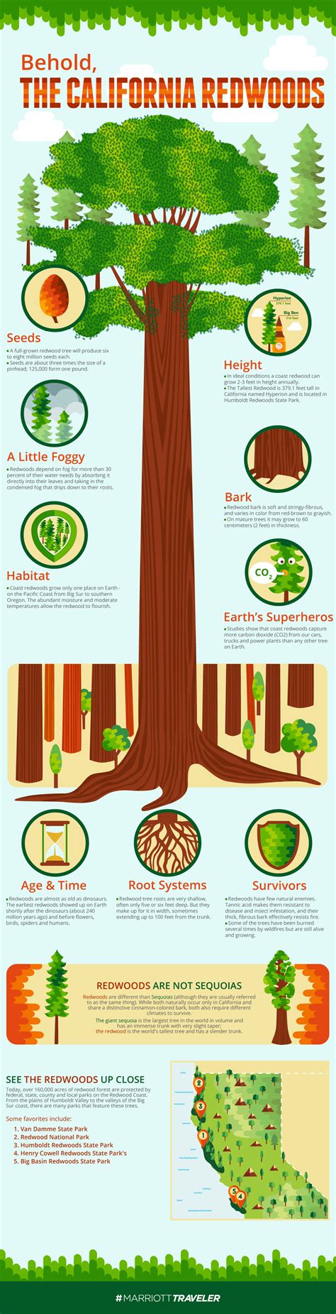 Redwoods Of California Lemonly Infographics