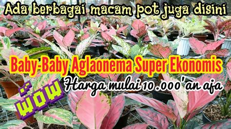 Lengkap Aglaonema Dan Berbagai Macam Pot Ada Disini Baby Aglonema Murah