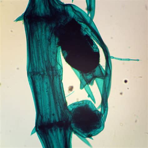 Chara W M Microscope Slide Carolina Biological Supply