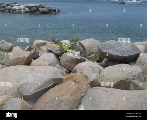 Caribbean, Saint Maartin, St. Martin (Dutch Side) beaches and Iguanas Stock Photo - Alamy