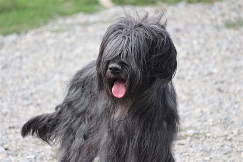 Accueil Elevage Des Bergers Du Desert Eleveur De Chiens Berger De Brie