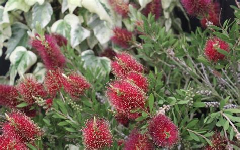 Callistemon Lilacinus X Citrinus Endeavour Burgundy Jack Pbr