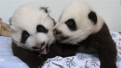 Atlanta panda twins receive names | CNN Travel