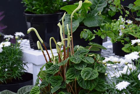 Peperomia Varieties and Types Guide: How To Grow Each Variety? - Potted ...