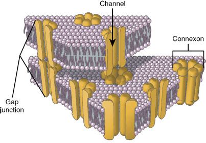 gap junction