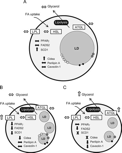 Comparative Actions Of Omega 3 Fatty Acids On In Vitro Lipid Droplet