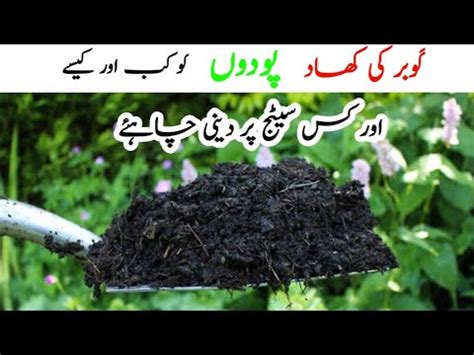 How To Use Cow Dung Compost In Plants Ll How To Make Cow Dung Compost