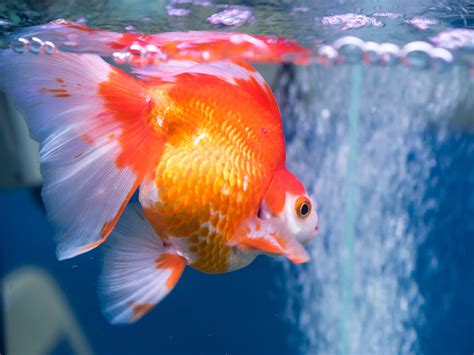 How To Breed Goldfish Tips For Thriving Aquarium Pets Cichlid Park