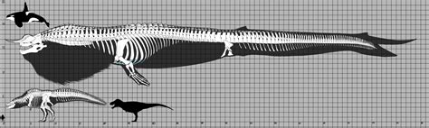 Mh Skeletal Size Chart By Kitwhitham On Deviantart
