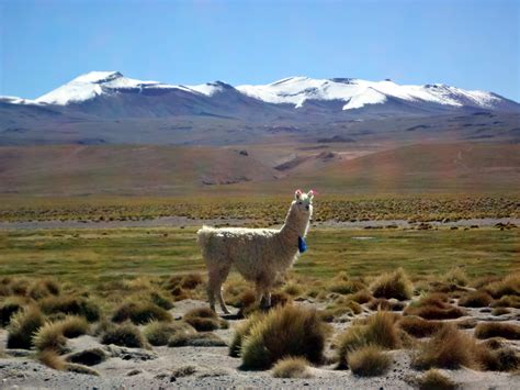 La Paz Uyuni Salt Flat La Paz Shared Tour By Train Uyuni