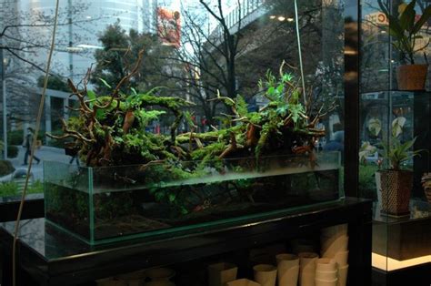 1000+ images about Terrarium Plants on Pinterest