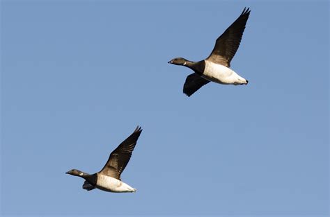 Brent Goose Branta Bernicla Hrota Light Bellied 2 1 15 Flickr