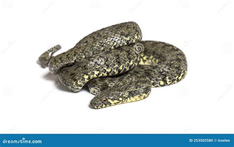 Viperine Water Snake Natrix Maura Nonvenomous And Semiaquatic Snake