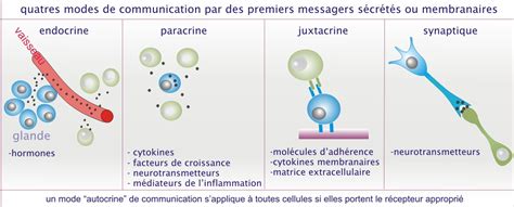 Crédits 11 Introduction à la signalisation cellulaire biologie