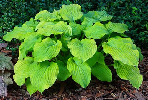 Hosta Funkia Bylina O Ozdobnych Li Ciach Odmiana Piedmont Gold