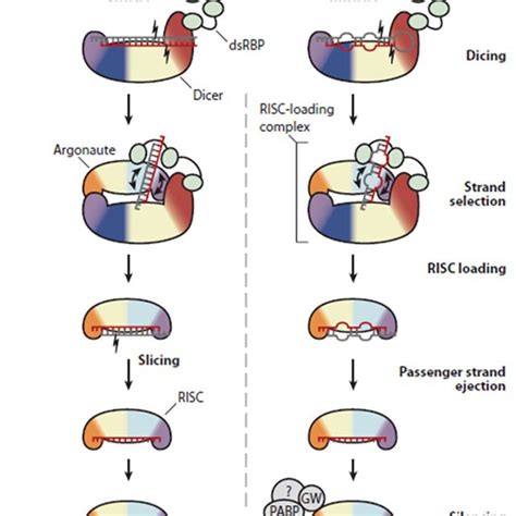 Mechanism Of Rnai Rnai Is A General Mechanism That Sirnas Mirnas