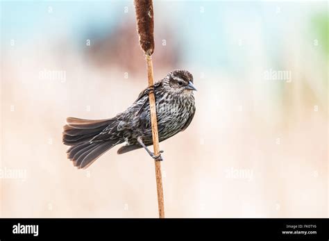 A Female Red Winged Blackbird Agelaius Phoeniceus Perches On The Stem