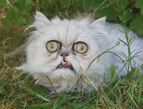 famous cat wilfred warrior | Ugly animals, Funny cat faces, Silly cats ...