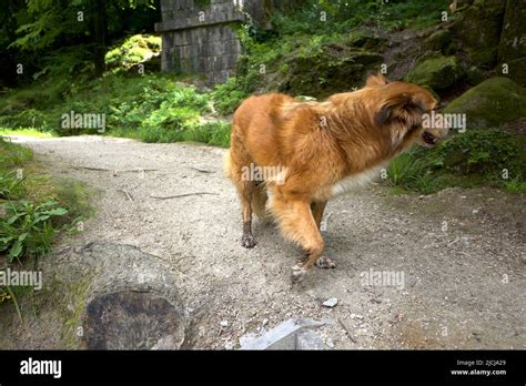 Fox Hybrid
