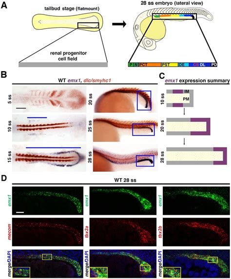 Emx Is Dynamically Expressed During Zebrafish Pronephros Ontogeny A