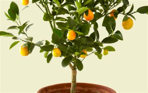 Indoor Lemon Tree Care GardenAdvice Co Uk