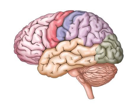 Human Brain Anatomy Structure / Illustration Stock Illustration ...