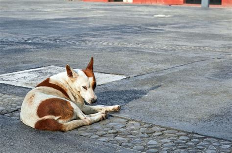 Why Are There So Many Mexican Street Dogs?