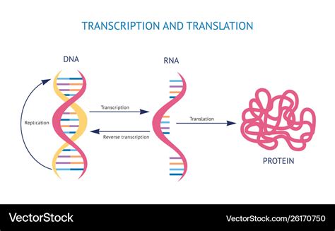 Scientific Model Dna And Rna Transcription And Vector Image