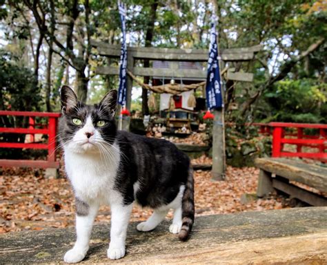 Miyori Shrine (Cat Shrine) | Japan Cheapo