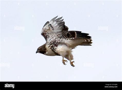 Red Tailed Hawk Juveniles Flying And Landing Stock Photo Alamy