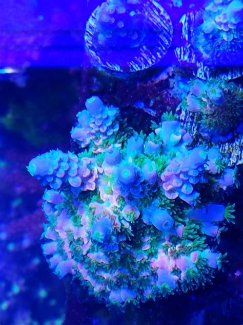 Walt Disney Acropora Reef2reef