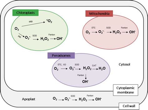 Major sources of ROS in plant cells. CAT catalase, ETC electron... | Download Scientific Diagram