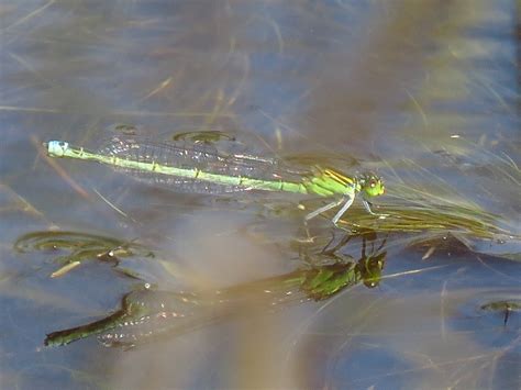 Bugblog Small Red Eyed Damselfly Range Expansion