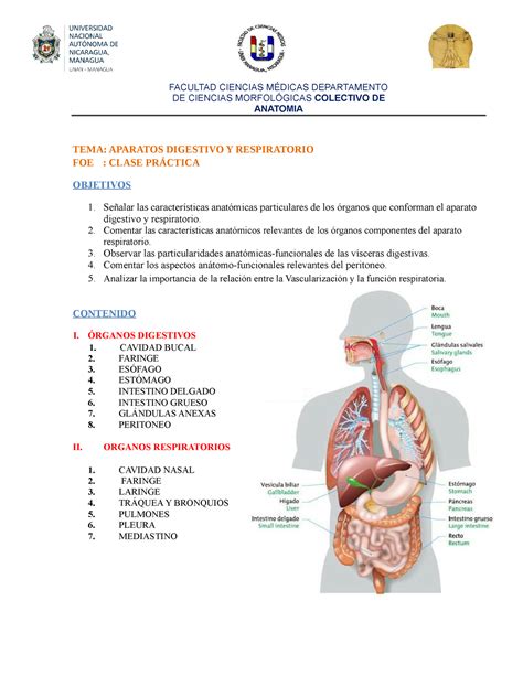 Aparato Respiratorio Y Digestivo Tema Aparatos Digestivo Y