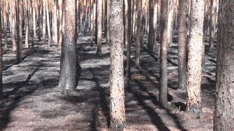 Umweltministerium Hohe Sch Den Durch Waldbr Nde In Brandenburg Zeit