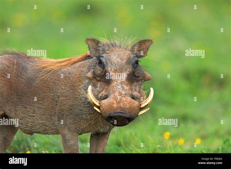 Common Warthog Savanna Warthog Phacochoerus Africanus Stands In