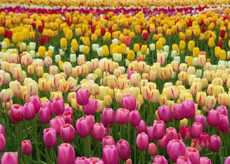 16 types of tulips ???? ???? Classification and different categories to ...