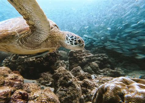 Sardine Run Moalboal Sea Turtle Kawasan Falls Canyoneering