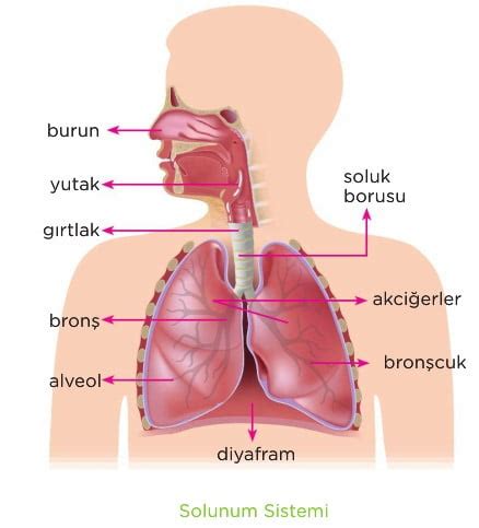 Solunum Sistemi Konu Anlat M