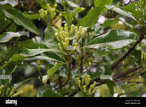 Young Clove Syzygium Aromaticum Syn Eugenia Aromaticum Are The