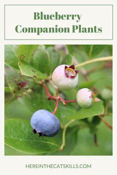 Blueberry Companion Plants What To Plant With Blueberries Companion