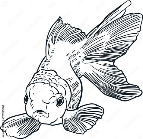 Vintage Hand Drawn Sketch Coloring Book Oranda Goldfish Stock