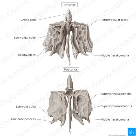 Ethmoid Bone Anterior And Posterior Views English Kenhub Image License Store