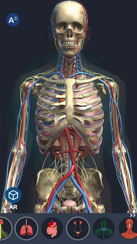 Human Anatomy 3d For Iphone Download