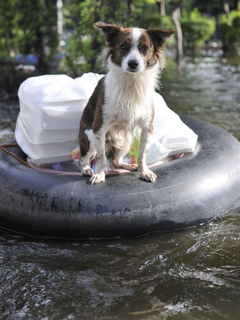 Keeping Your Pet Safe During And After Floods And Disasters Leon