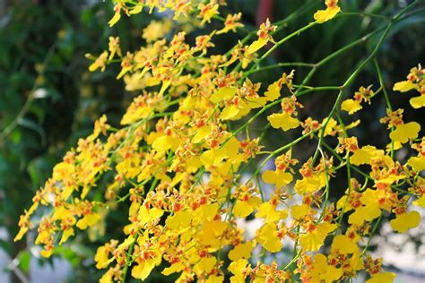 Oncidium Sharry Baby Gx Dancing Lady Orchid Garden