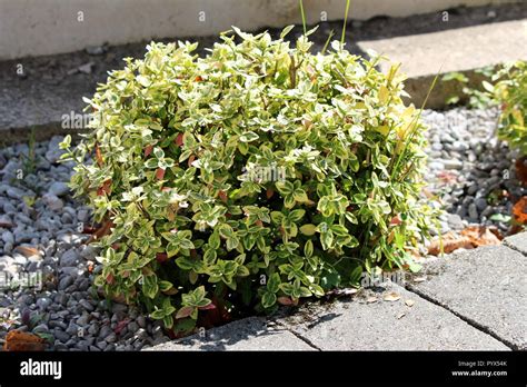 Euonymus Fortunei Ground Cover Télécharger Télécharger | Unique PhotoPNG